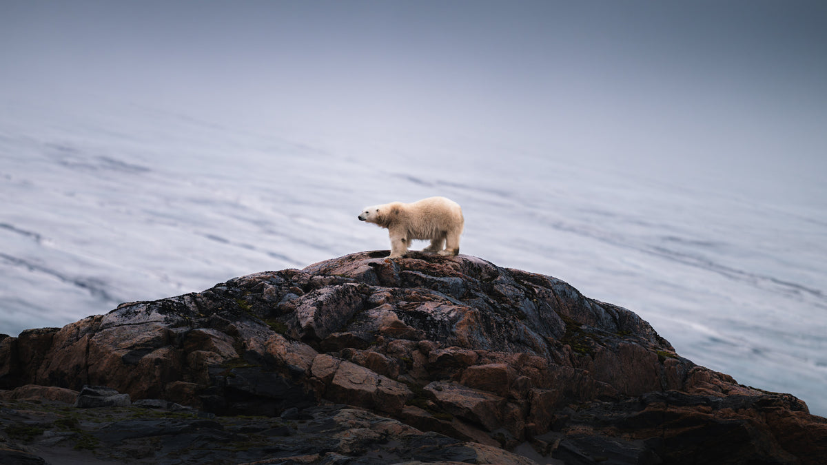Sebastian Lehrke fotograferer isbjørne på Svalbard