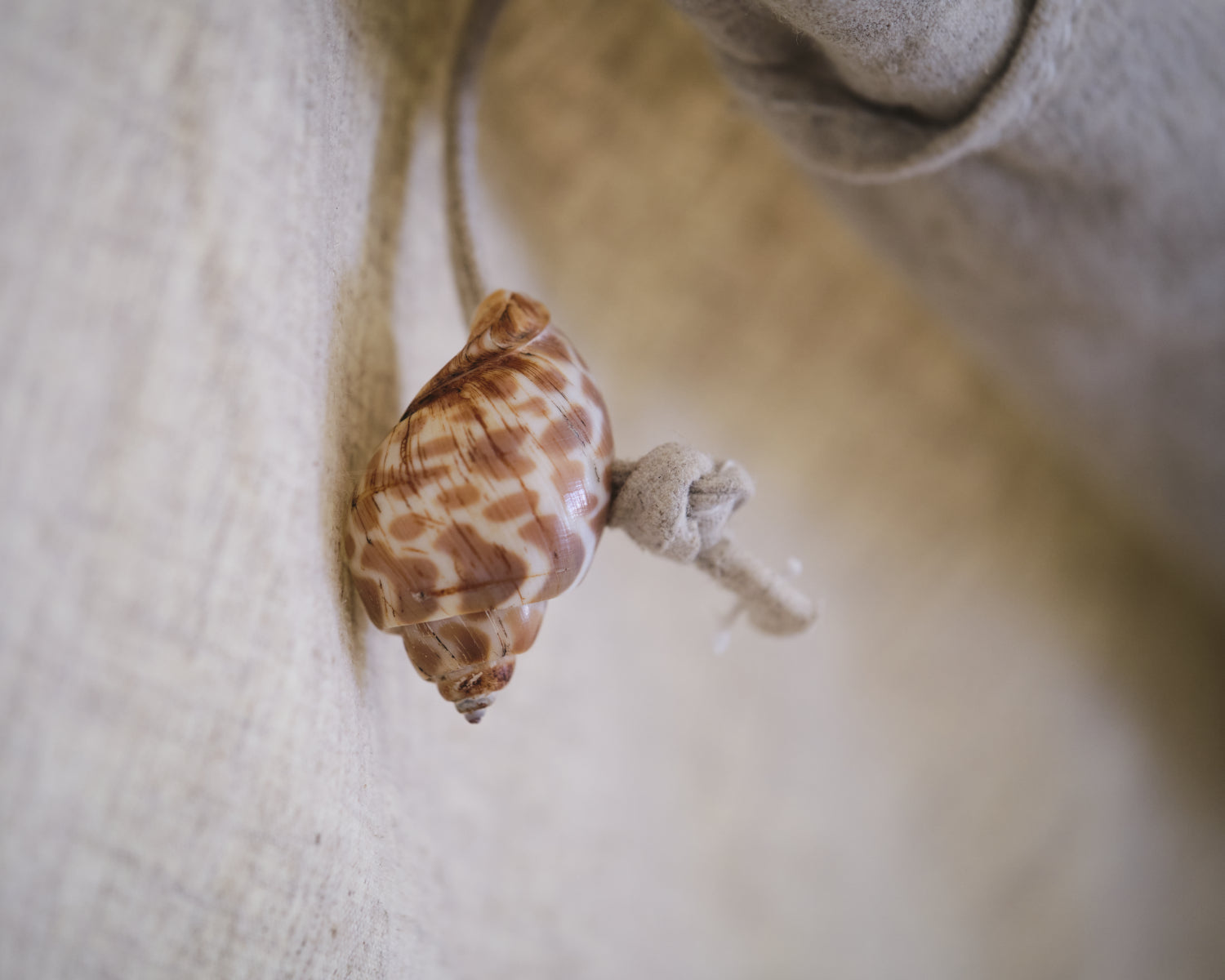 Close-up of a shell on a textured surface