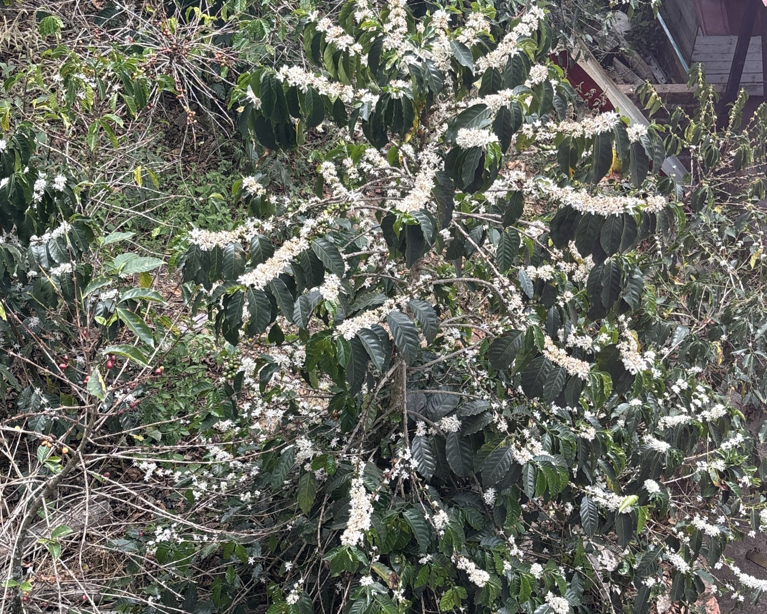 Nordisk x Prolog Drip Coffee Box – El Paraiso